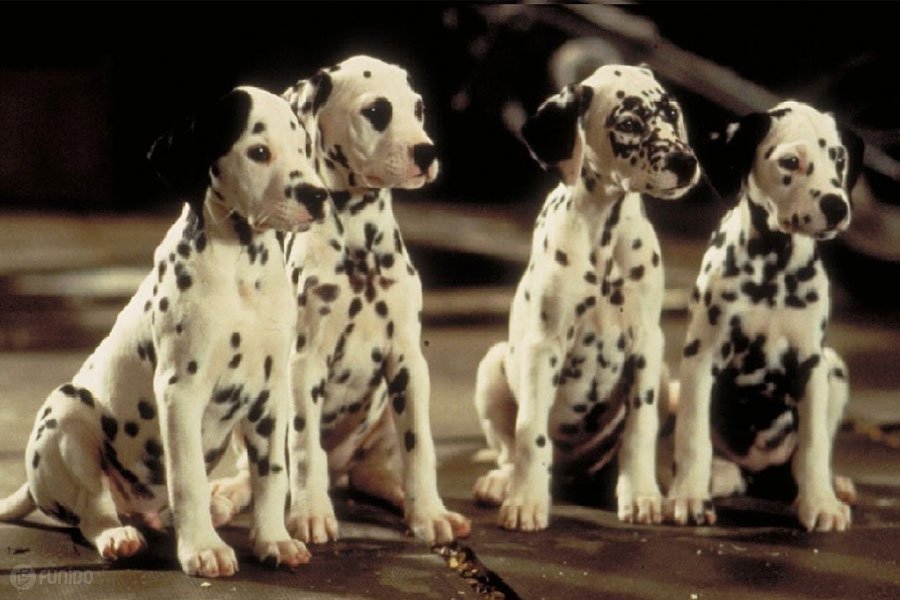 101 Dalmatians ( صدویک سگ خالدار ) محصول سال 1996