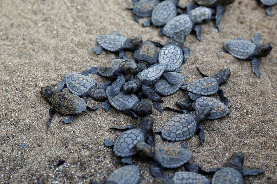 ساحل تخم‌گذاری لاک‌پشت‌ها