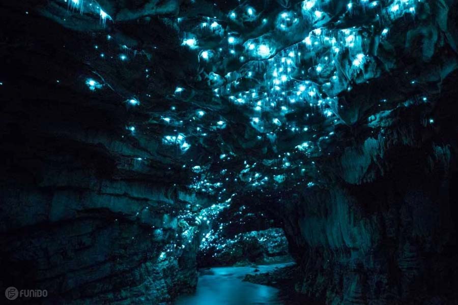 غارهای ویتومو گلوورم، نیوزیلند