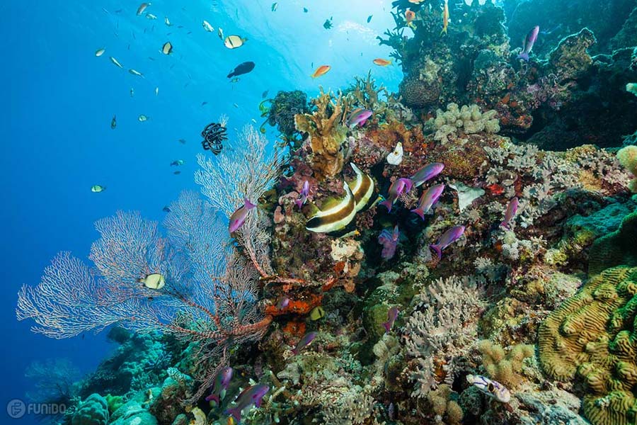 دیواره بزرگ مرجانی، استرالیا