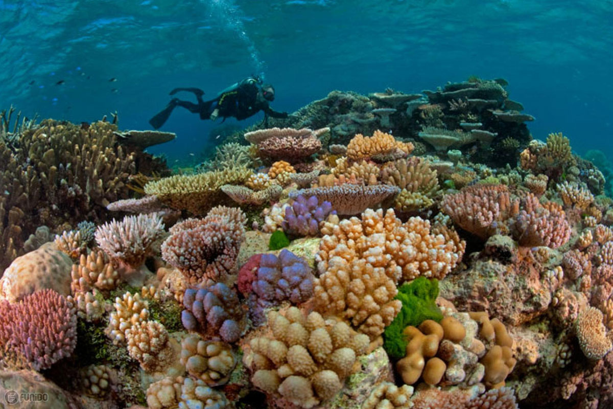 دیواره بزرگ مرجانی استرالیا
